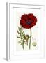 Papaver Bracteatum, 1821-1826-John Lindley-Framed Giclee Print