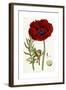 Papaver Bracteatum, 1821-1826-John Lindley-Framed Giclee Print