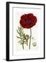 Papaver Bracteatum, 1821-1826-John Lindley-Framed Giclee Print