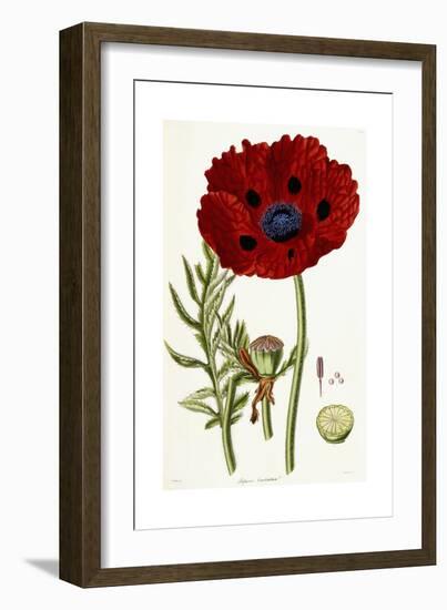 Papaver Bracteatum, 1821-1826-John Lindley-Framed Giclee Print