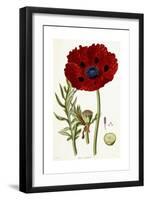 Papaver Bracteatum, 1821-1826-John Lindley-Framed Giclee Print