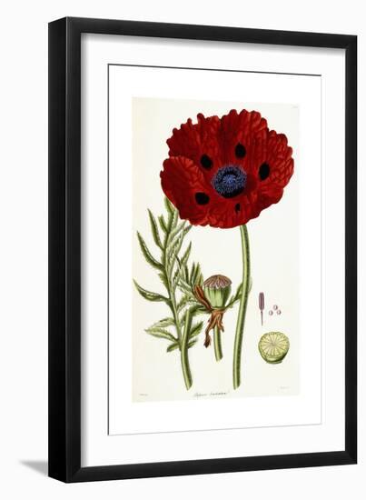 Papaver Bracteatum, 1821-1826-John Lindley-Framed Giclee Print