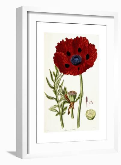 Papaver Bracteatum, 1821-1826-John Lindley-Framed Giclee Print