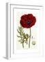 Papaver Bracteatum, 1821-1826-John Lindley-Framed Giclee Print