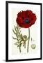 Papaver Bracteatum, 1821-1826-John Lindley-Framed Giclee Print