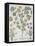 Papaver Corniculatum-Basilius Besler-Framed Stretched Canvas