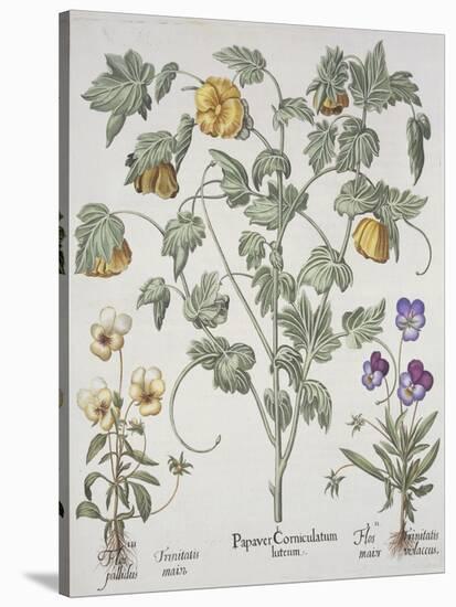 Papaver Corniculatum-Basilius Besler-Stretched Canvas