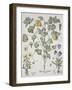 Papaver Corniculatum-Basilius Besler-Framed Giclee Print