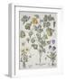 Papaver Corniculatum-Basilius Besler-Framed Giclee Print