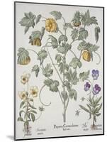 Papaver Corniculatum-Basilius Besler-Mounted Giclee Print