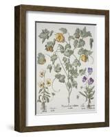 Papaver Corniculatum-Basilius Besler-Framed Giclee Print