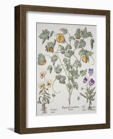 Papaver Corniculatum-Basilius Besler-Framed Giclee Print