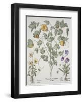 Papaver Corniculatum-Basilius Besler-Framed Giclee Print