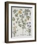 Papaver Corniculatum-Basilius Besler-Framed Premium Giclee Print