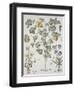 Papaver Corniculatum-Basilius Besler-Framed Premium Giclee Print