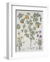 Papaver Corniculatum-Basilius Besler-Framed Premium Giclee Print