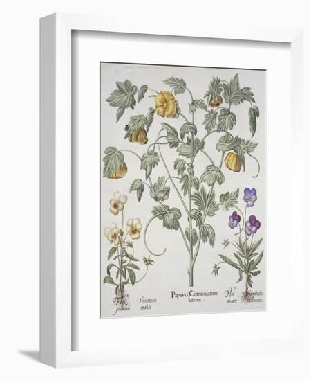 Papaver Corniculatum-Basilius Besler-Framed Premium Giclee Print