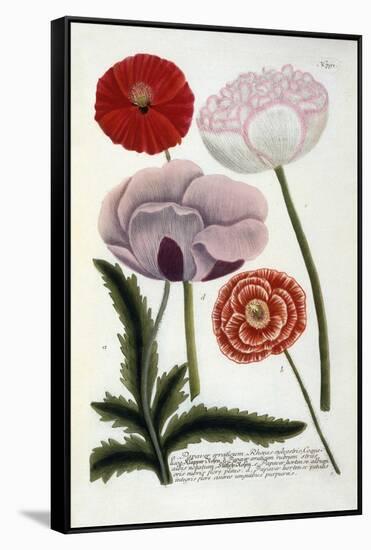 Papaver, from Johann Wilhelm Weinmann's Phytanthoza Iconographia, 1737-Georg Dionysius Ehret-Framed Stretched Canvas