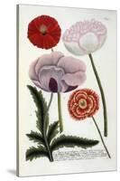 Papaver, from Johann Wilhelm Weinmann's Phytanthoza Iconographia, 1737-Georg Dionysius Ehret-Stretched Canvas