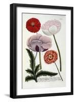 Papaver, from Johann Wilhelm Weinmann's Phytanthoza Iconographia, 1737-Georg Dionysius Ehret-Framed Giclee Print