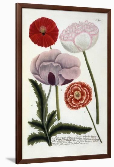 Papaver, from Johann Wilhelm Weinmann's Phytanthoza Iconographia, 1737-Georg Dionysius Ehret-Framed Giclee Print