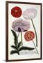 Papaver, from Johann Wilhelm Weinmann's Phytanthoza Iconographia, 1737-Georg Dionysius Ehret-Framed Giclee Print