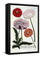 Papaver, from Johann Wilhelm Weinmann's Phytanthoza Iconographia, 1737-Georg Dionysius Ehret-Framed Stretched Canvas