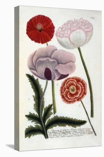 Papaver, from Johann Wilhelm Weinmann's Phytanthoza Iconographia, 1737-Georg Dionysius Ehret-Stretched Canvas