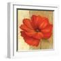 Papaver II-Pamela Gladding-Framed Art Print