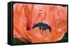 Papaver Orientale 'Queen Alexandra'-Adrian Thomas-Framed Stretched Canvas