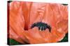 Papaver Orientale 'Queen Alexandra'-Adrian Thomas-Stretched Canvas
