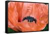 Papaver Orientale 'Queen Alexandra'-Adrian Thomas-Framed Stretched Canvas