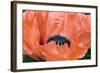 Papaver Orientale 'Queen Alexandra'-Adrian Thomas-Framed Premium Photographic Print