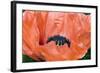 Papaver Orientale 'Queen Alexandra'-Adrian Thomas-Framed Premium Photographic Print