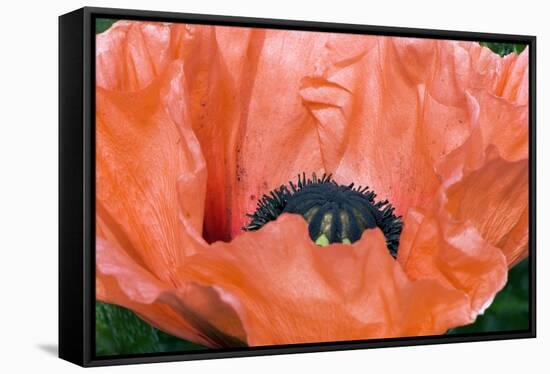 Papaver Orientale 'Queen Alexandra'-Adrian Thomas-Framed Stretched Canvas