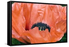 Papaver Orientale 'Queen Alexandra'-Adrian Thomas-Framed Stretched Canvas