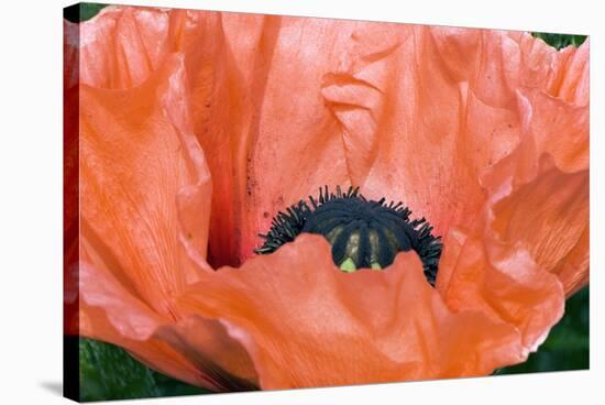 Papaver Orientale 'Queen Alexandra'-Adrian Thomas-Stretched Canvas