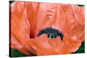 Papaver Orientale 'Queen Alexandra'-Adrian Thomas-Stretched Canvas