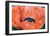 Papaver Orientale 'Queen Alexandra'-Adrian Thomas-Framed Photographic Print