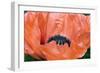 Papaver Orientale 'Queen Alexandra'-Adrian Thomas-Framed Photographic Print