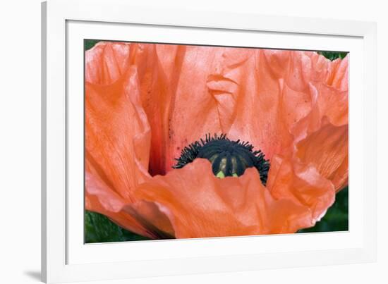 Papaver Orientale 'Queen Alexandra'-Adrian Thomas-Framed Photographic Print