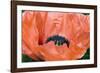 Papaver Orientale 'Queen Alexandra'-Adrian Thomas-Framed Photographic Print