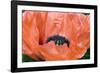 Papaver Orientale 'Queen Alexandra'-Adrian Thomas-Framed Photographic Print