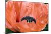 Papaver Orientale 'Queen Alexandra'-Adrian Thomas-Mounted Photographic Print