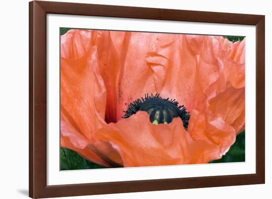 Papaver Orientale 'Queen Alexandra'-Adrian Thomas-Framed Photographic Print