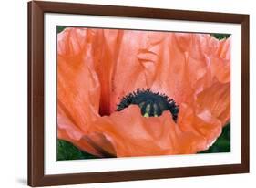 Papaver Orientale 'Queen Alexandra'-Adrian Thomas-Framed Photographic Print