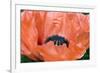 Papaver Orientale 'Queen Alexandra'-Adrian Thomas-Framed Photographic Print