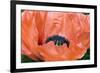 Papaver Orientale 'Queen Alexandra'-Adrian Thomas-Framed Photographic Print