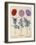 Papaver (Poppy), Three Varieties-null-Framed Art Print