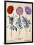 Papaver (Poppy), Three Varieties-null-Framed Art Print